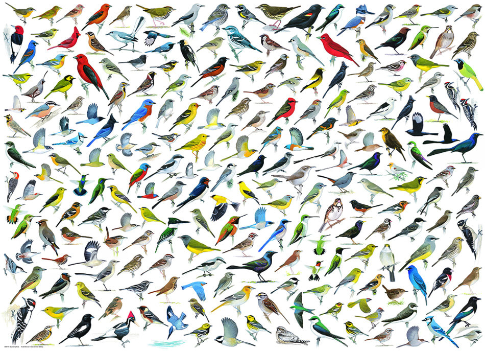 The World of Birds