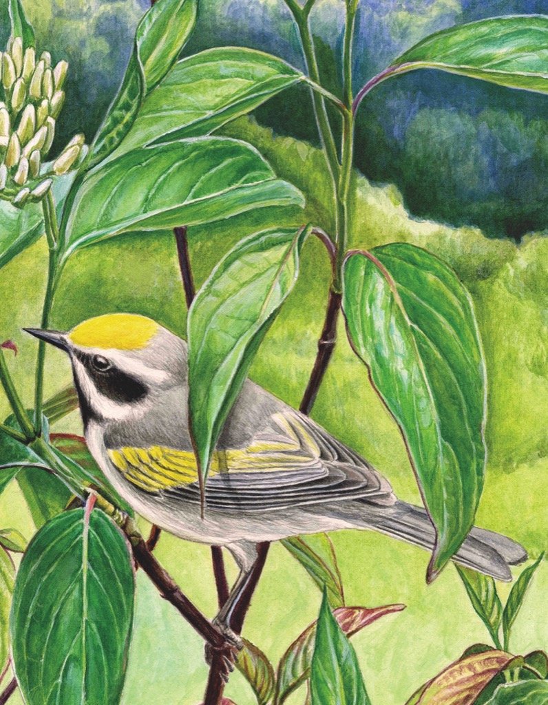 Golden-Winged Warbler Mini Puzzle