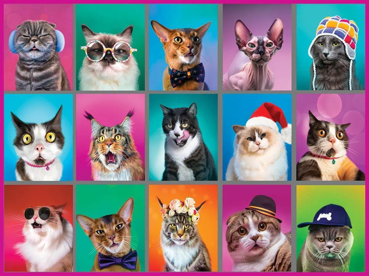 Cat Portraits