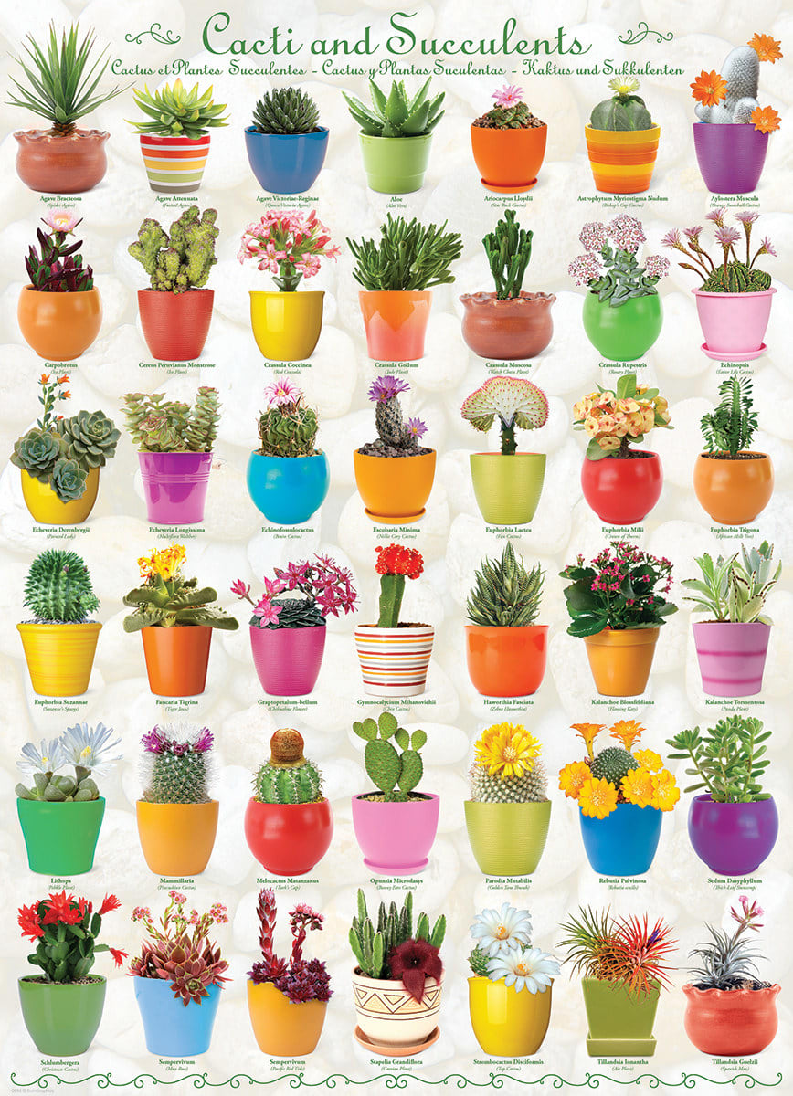 Cacti and Succulents