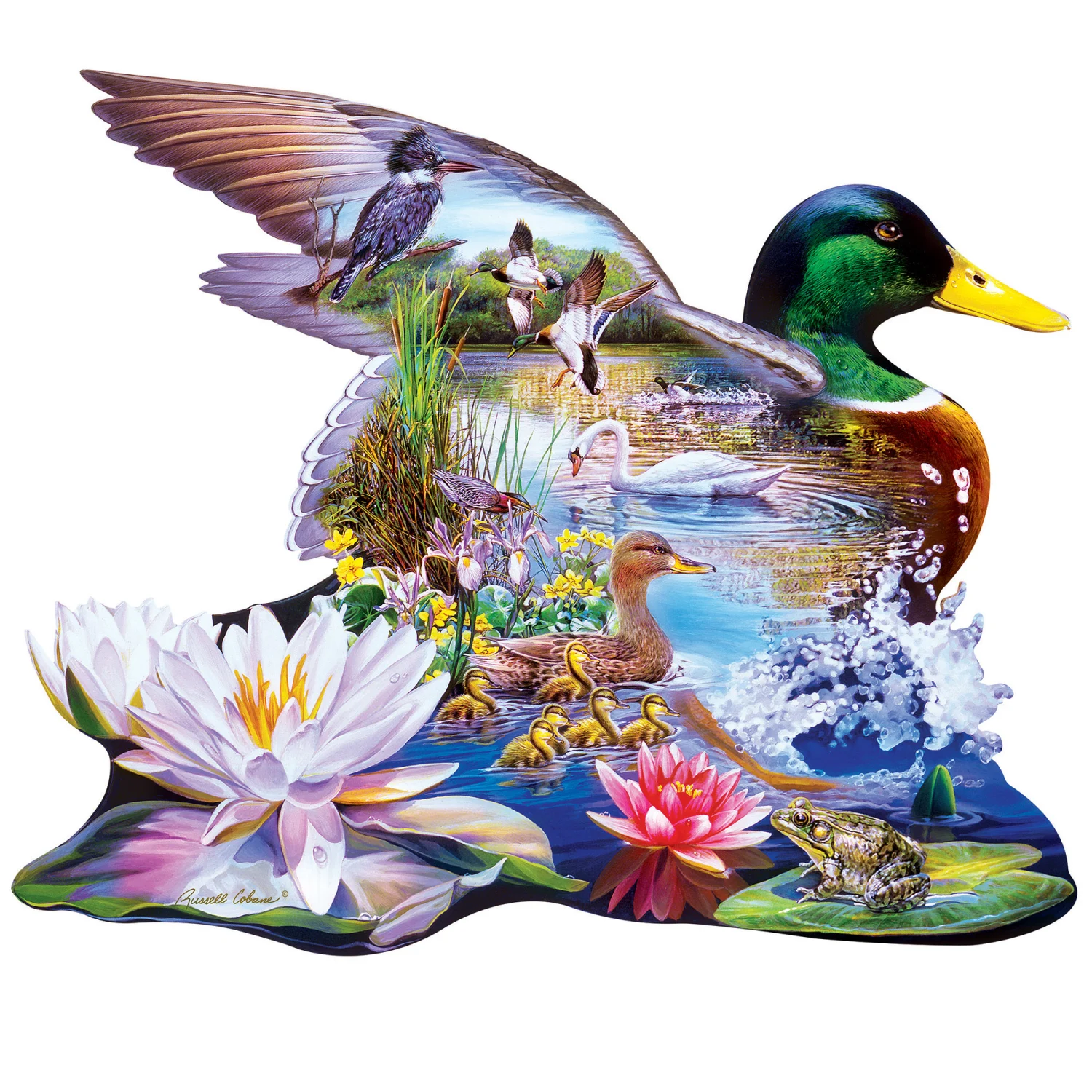 Woodland Ducks