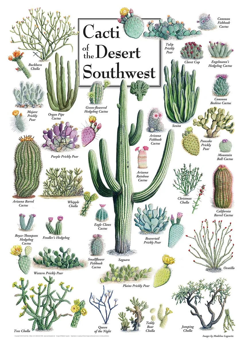 Cacti of the Desert Southwest