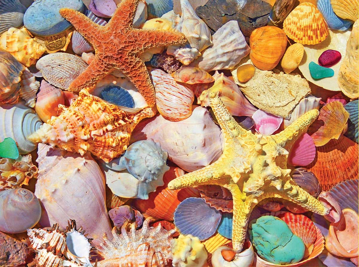 Beach Shells