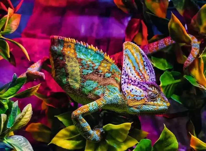 Chameleon