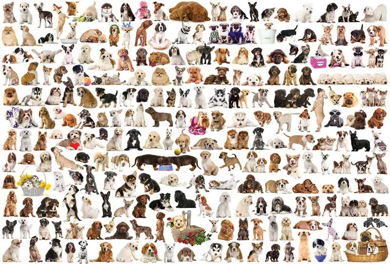 The World of Dogs