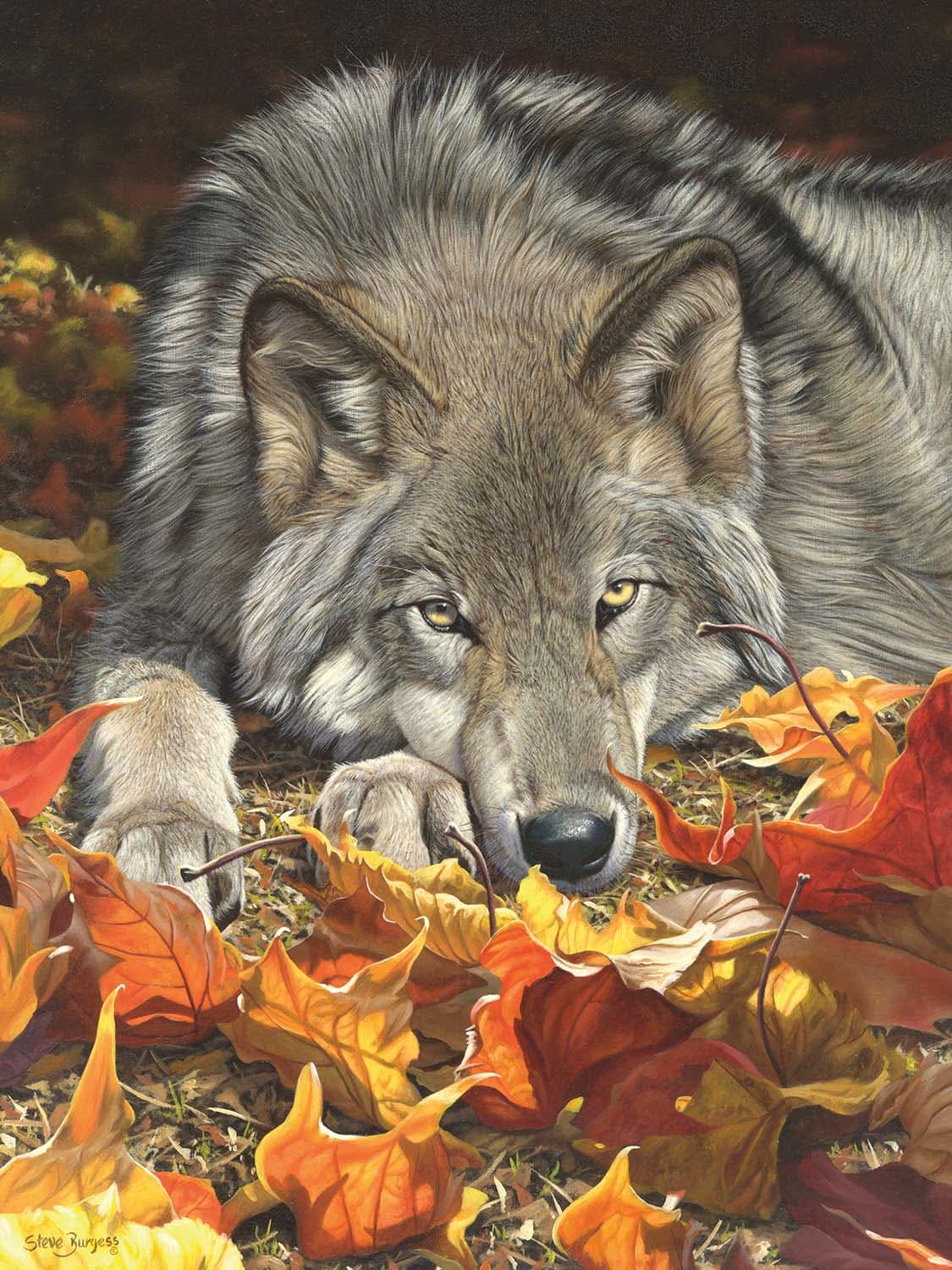 Wolfs Contemplation