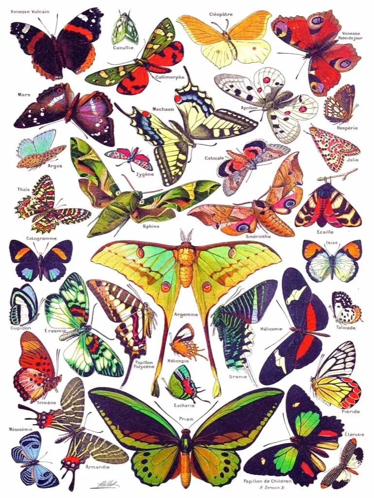 Butterflies