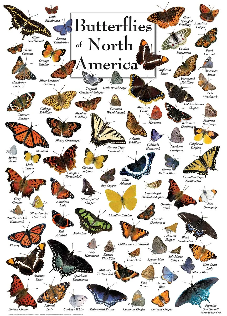 Butterflies of North America
